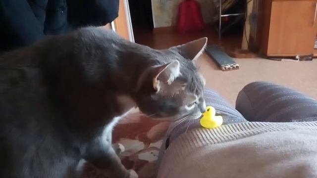 Когда не понял. Или это или игрушка смотреть онлайн