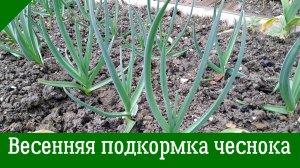 ЧЕСНОК: ПЕРВАЯ ОБЯЗАТЕЛЬНАЯ ВЕСЕННЯЯ подкормка