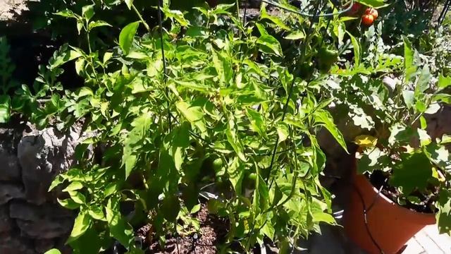 Ancho Poblano Peppers (Pasilla Peppers) Harvest