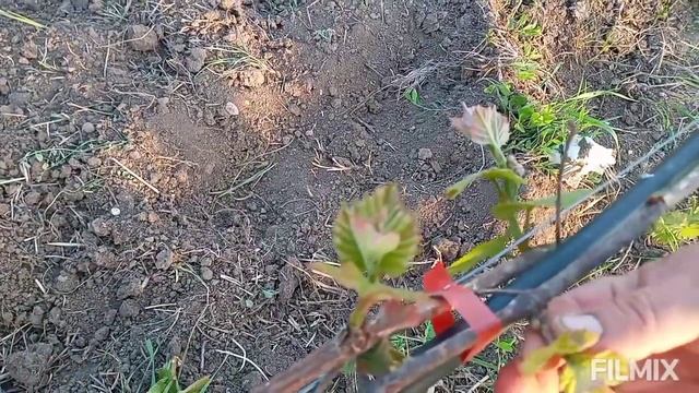 Важная операция на винограднике в мае. 7.05.2022г.🍇🍇🍇 смотреть онлайн