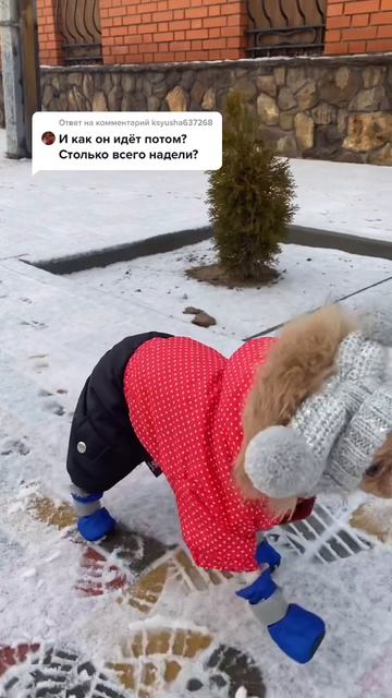 Как только бедные собачки в одежде ходят смотреть онлайн