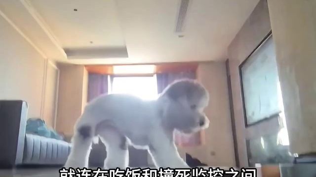 китайский пудель- камеру убери! смотреть онлайн