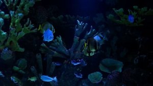 АКВАРИУМ 🐠 Коралловый риф 🐠🌊