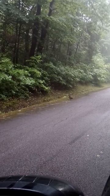 Spruce grouse (Falcipennis canadensis) Vermont Endangered Species смотреть онлайн