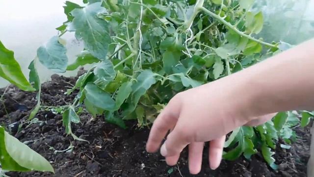 Теплица/Перец/Томаты/Огурцы/Хата С Краю #XATASKRAU смотреть онлайн