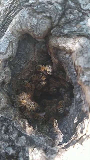 AĞAÇ KOVUĞU İÇİNDE ARILAR смотреть онлайн