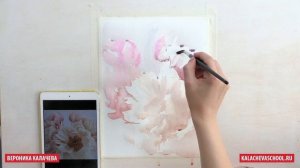 Рисуем нежные пионы акварелью — kalachevaschool.ru — Поэтапный урок с Вероникой Калачевой