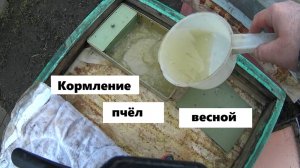 Кормление пчёл ранней весной.