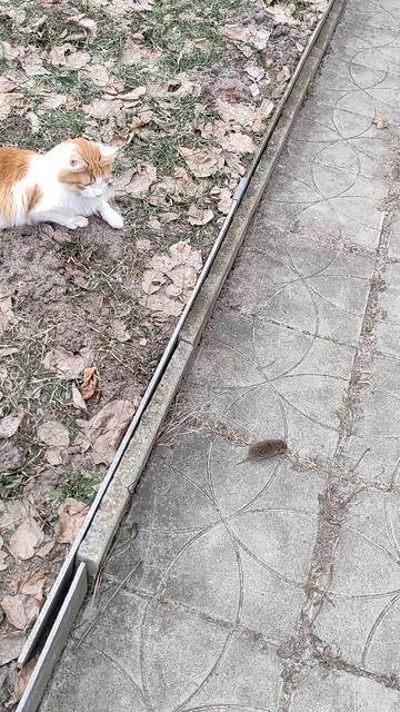 Кот Рыжик охотник смотреть онлайн