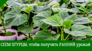 СЕЕМ ОГУРЦЫ, чтобы получить самый РАННИЙ УРОЖАЙ. Простой хороший способ!