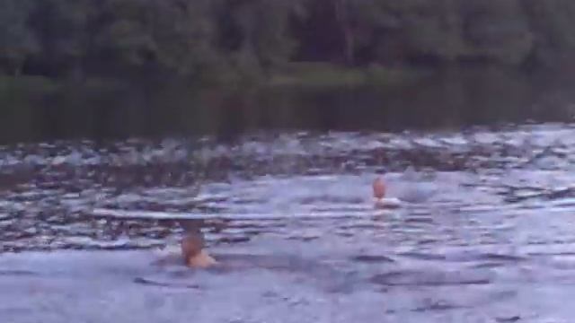 TWINSTORM 800 БЕЗКОЛЛЕКТОРНЫЙ ДВИГАТЕЛЬ RIPPER IBL 40 20,АККУМУЛЯТОР 2#2s2p 5000 50C смотреть онлайн