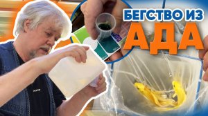 Аквариумные новости с Владимиром Ковалёвым (28.03.2025). Бегство из ада...