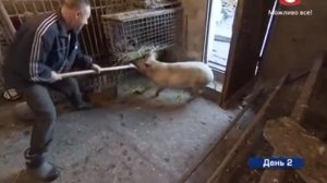 бой со свиньей – Хата на тата  Сезон 4  Выпуск 5 от 21 09 15