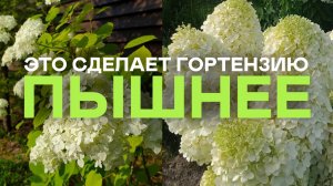 Пышная Гортензия За 20 Минут! Вы Не Поверите Но Реально Работает!