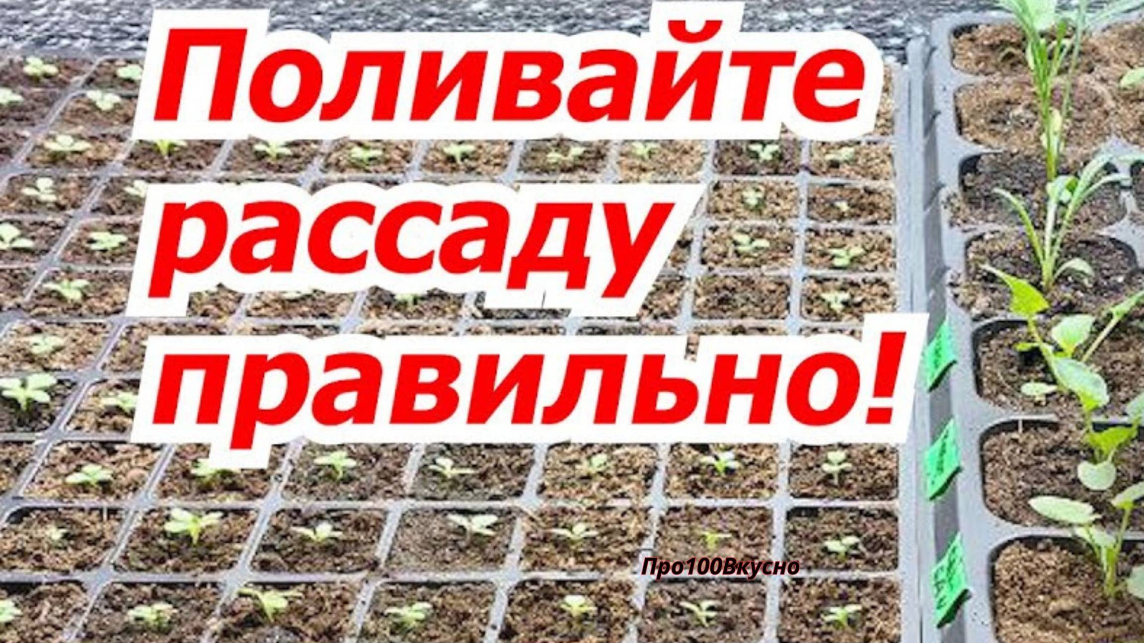 🚫 Не губите рассаду! Самые важные правила полива, о которых вы не знали смотреть онлайн