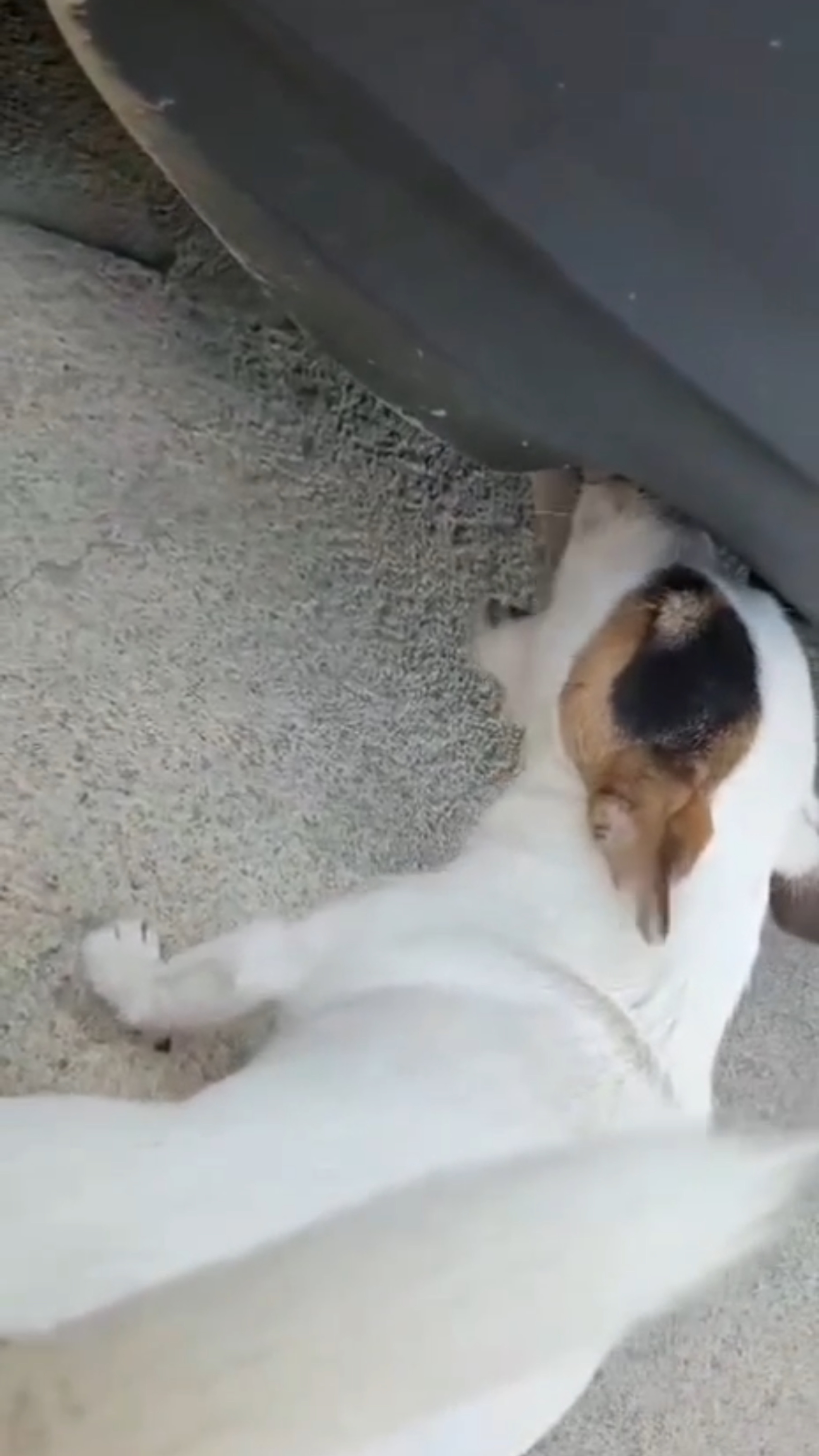 😳 Пес газоанализатор #катализатор #прямоток #пламегаситель смотреть онлайн