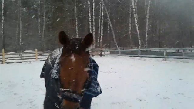 Канюшни смотреть онлайн