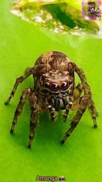 jumping spider species #jungleanimal #nature #spider #amazing смотреть онлайн