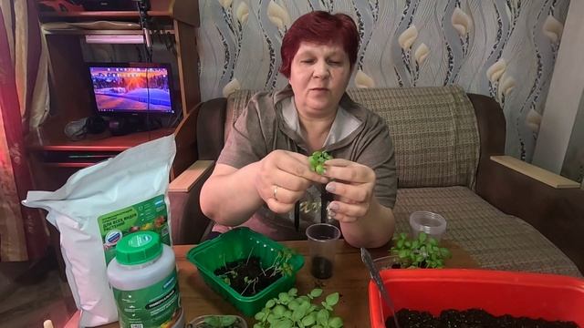 Пикировка Базилика букетным способом!! смотреть онлайн