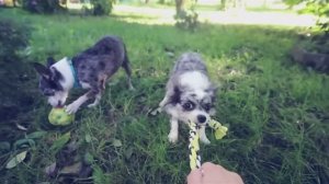 ИГРУШКА ДЛЯ СОБАКИ за 5 минут – DIY! 🧵🐕