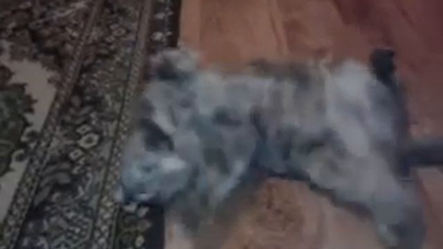 Кошка хочет....умора Муська смотреть онлайн