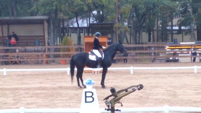 Выездка. Выступает лошадь живопись смотреть онлайн