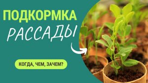 Первая подкормка рассады - когда, чем и зачем?