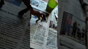 Перекрас подделки лошади. 1 часть.