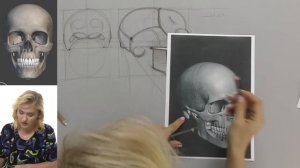 Череп от А до Я. Дарья Остапенко о том, как правильно рисовать череп человека