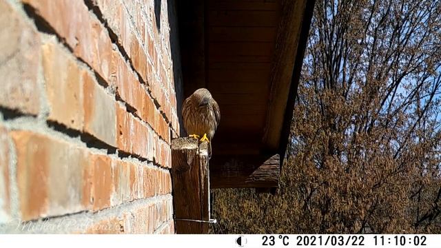 Posatoio - Fototrappola Gheppio, Civetta e Barbagianni смотреть онлайн
