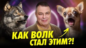 Одомашнивание: как волк стал пекинесом? | Иван Затевахин | Ученые против мифов 23-12