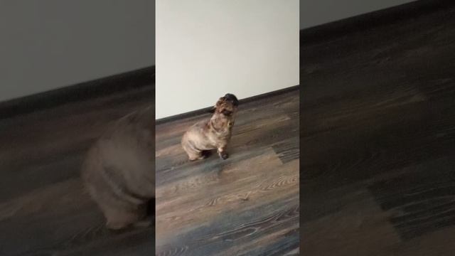 Якурка не знает что происходит