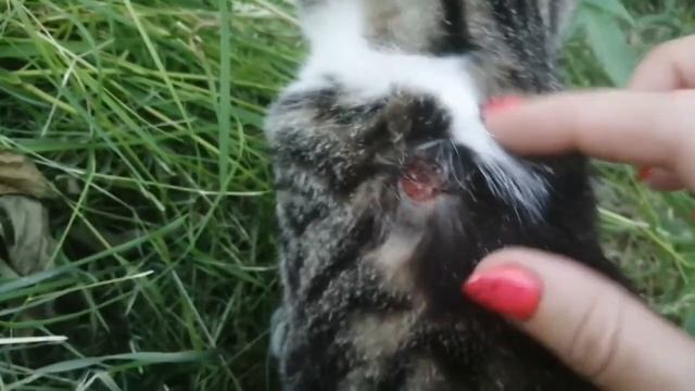 Прогулка в лес, котлеты с ТСЖ/жизнь на Юге. смотреть онлайн