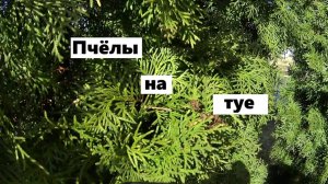 Пчёлы набросились на тую.