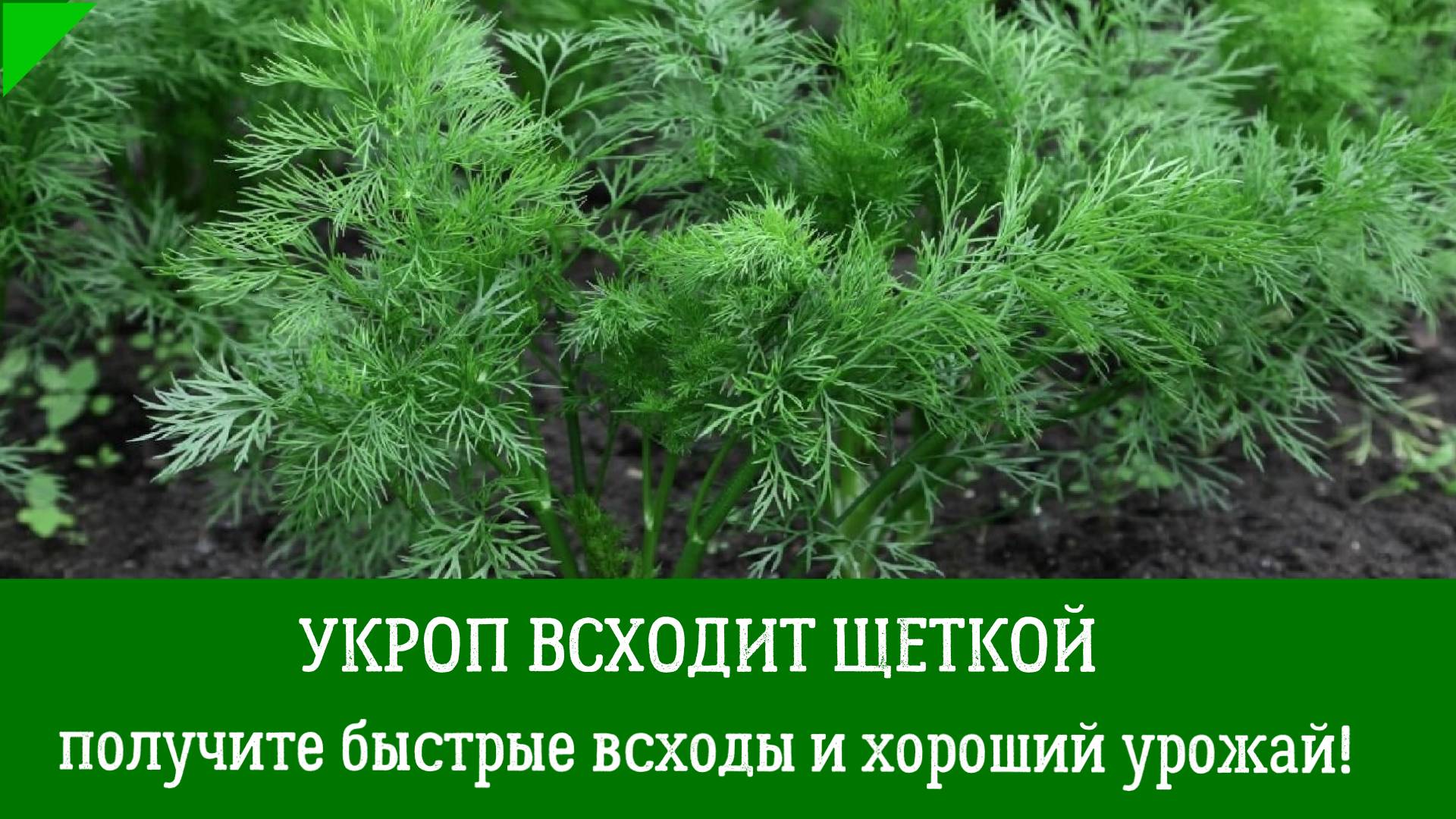 Укроп взойдет обязательно! Посейте так укроп, получите быстрые всходы и хороший урожай! смотреть онлайн