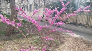 video_2025-03-28_14-15-39