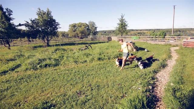 Корги кардиган vs сложный челлендж – кто победит? 🏆🐾 смотреть онлайн