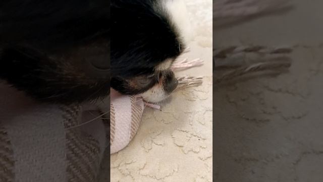 крутые места🐶