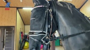 Иппотренажер с имитацией езды галопом.