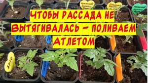 Поливаю часть  рассады "Атлетом", чтобы рассада не вытягивалась, но сначала все поливаю водой