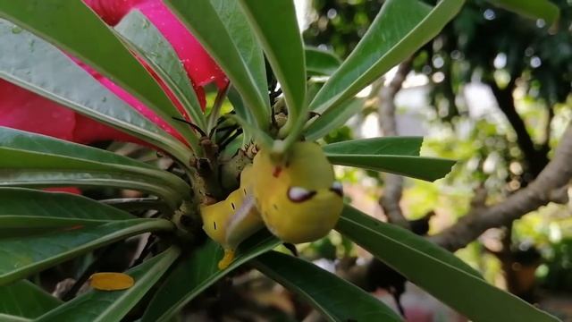 Beautiful Worm/Have you ever seen this worm?/animals life смотреть онлайн
