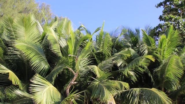 Сейшелы. Остров Маэ. Пляж Анс Солей (Anse Soleil). Дрожание листиков пальм.