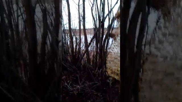 Весенняя охота