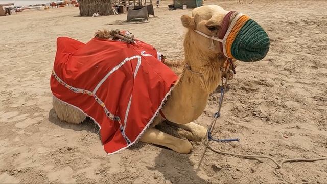 4x4 DUNES & CAMEL RIDE in DOHA on LAYOVER смотреть онлайн