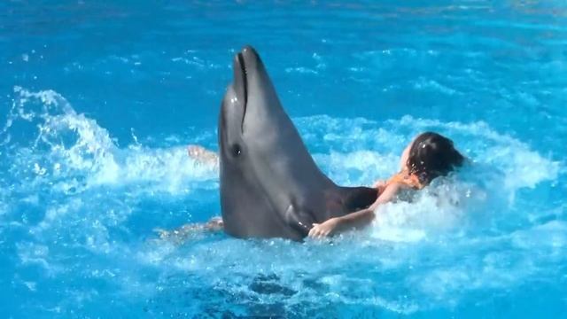 Аню закружил дельфин смотреть онлайн