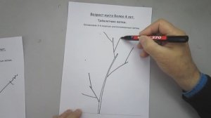 Схема обрезки чёрной смородины