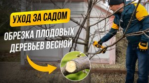 Правильная обрезка плодовых весной. Показываем на примере яблони