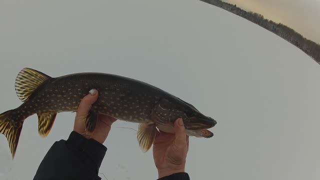 В поисках Селигерской щуки.Киноочерк.Текст читает автор-Владимир Мировов.