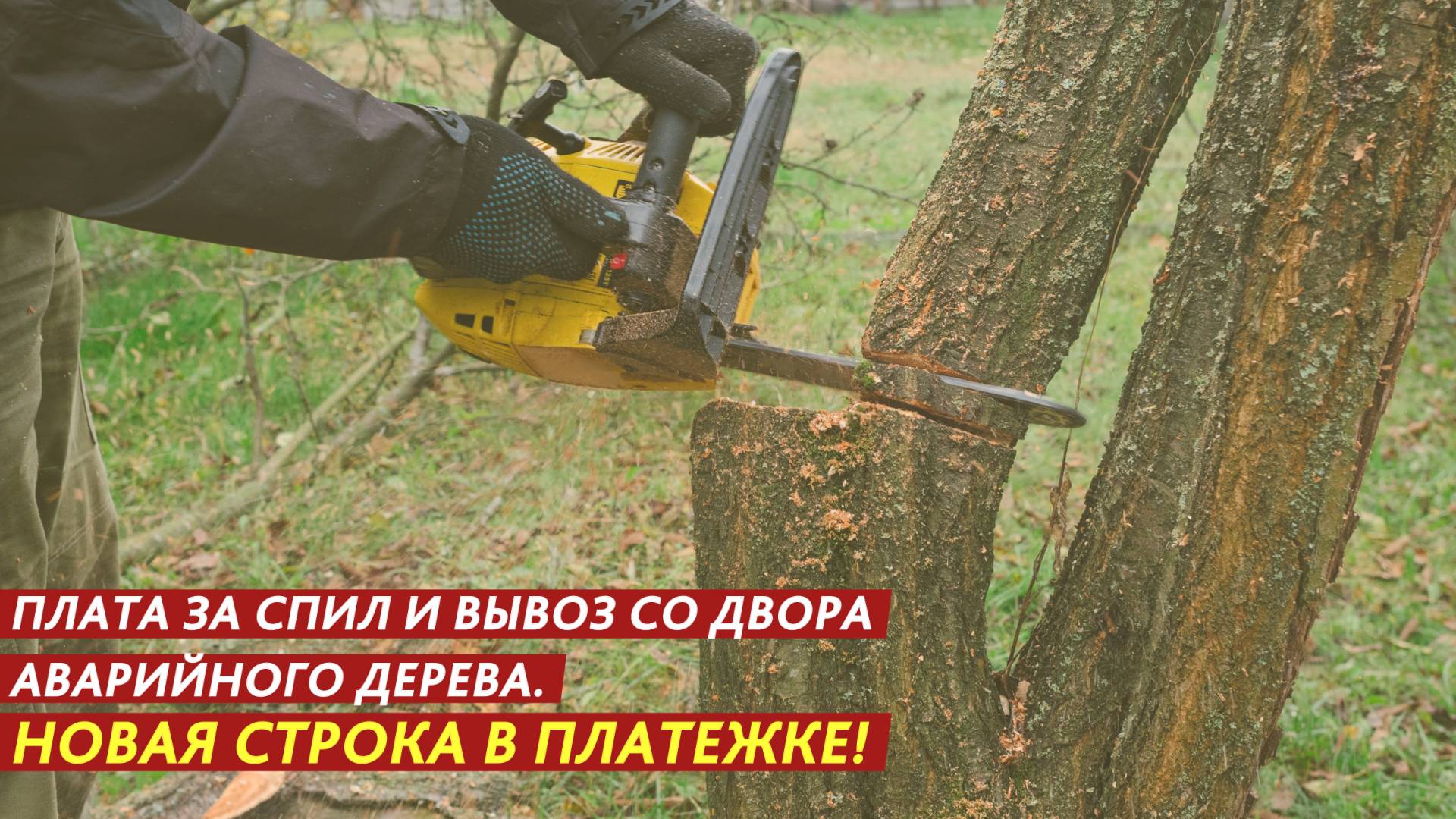 Плата за спил и вывоз со двора аварийного дерева. Новая строка в платежке! смотреть онлайн