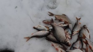 Будни рыбалки в Сибири